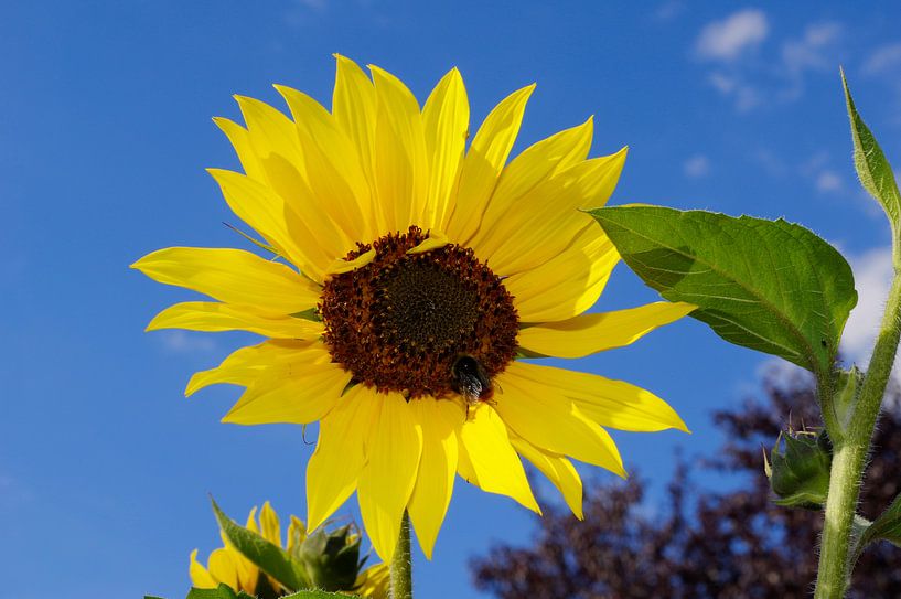 Sonnenblume mit Hummel von Berthold Werner