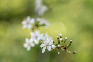 Dans le bouton (gros plan de la fleur du prunellier)