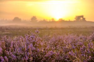 Sonnenaufgang in einer Heidelandschaft mit blühenden Heidekrautpflanzen von Sjoerd van der Wal Fotografie