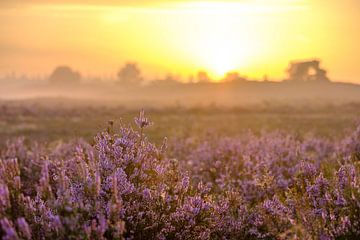 Lever de soleil dans un paysage de landes avec des bruyères en fleurs sur Sjoerd van der Wal Photographie