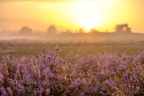 Lever de soleil dans un paysage de landes avec des bruyères en fleurs