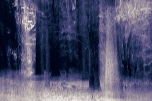 Nächtlicher Wald