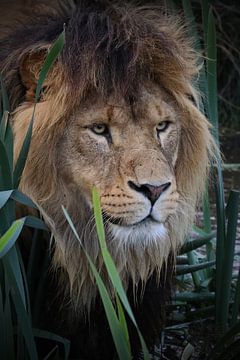 African lion sur RT Photography