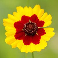 Zomaar een bloem.....