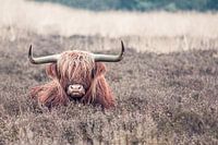 Scottish Highlander lying in the moors