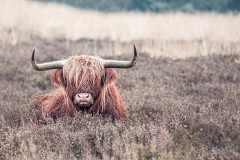 Schottischer Highlander im Heidekraut liegend