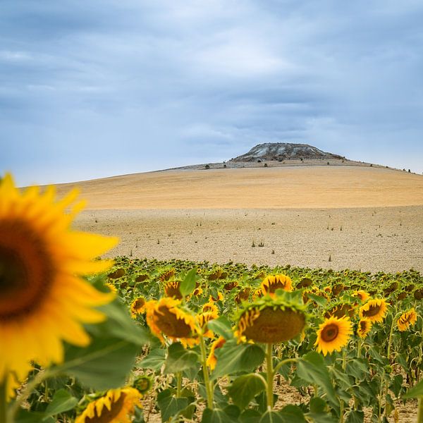 Sunflower by Christophe Castillon