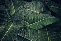 Regendruppels op tropische planten