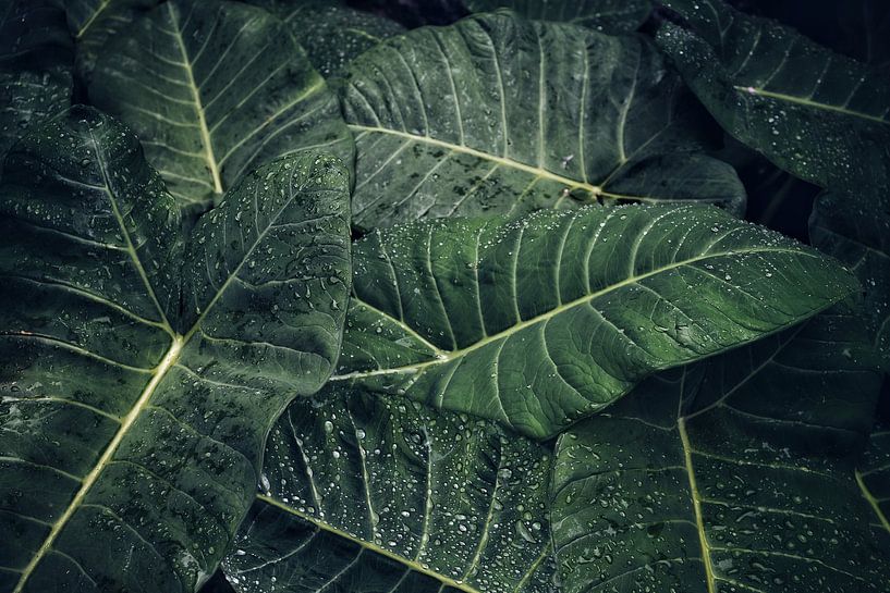 Raindrops on tropical plants by Anajat Raissi