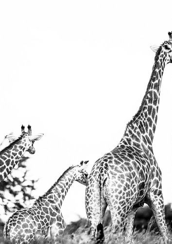 Giraffe Family Stroll