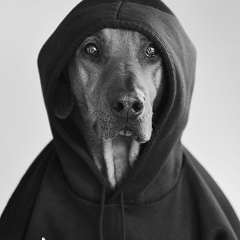 Honden - Stoere Rodesian Ridgeback