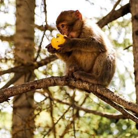 baby aap geniet van de appel van Inneke Heesakkers