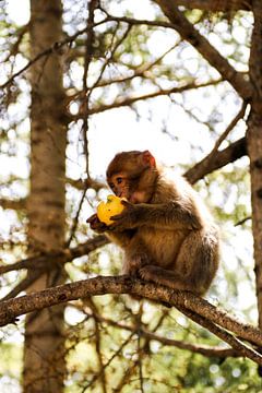 baby aap geniet van de appel van Inneke Heesakkers