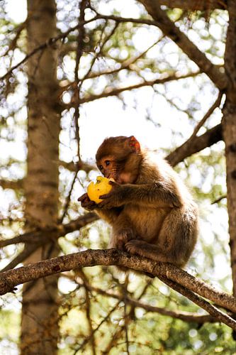 baby monkey enjoys the apple
