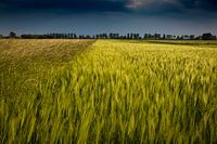 Grain Field