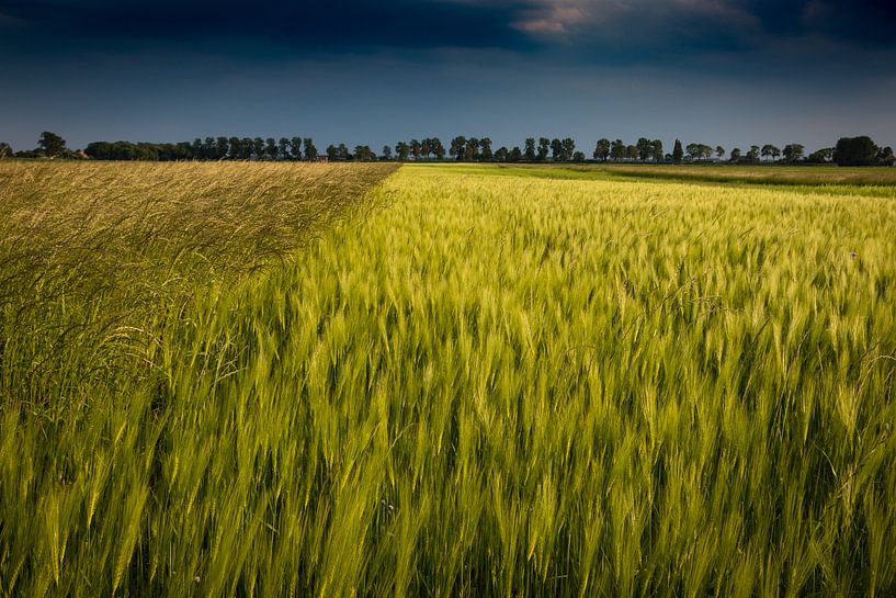 Grain Field by Frank Bison