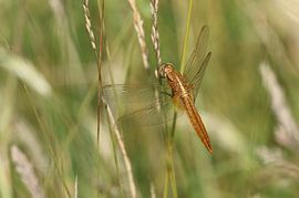 Feuerlibelle von Matthias Brix