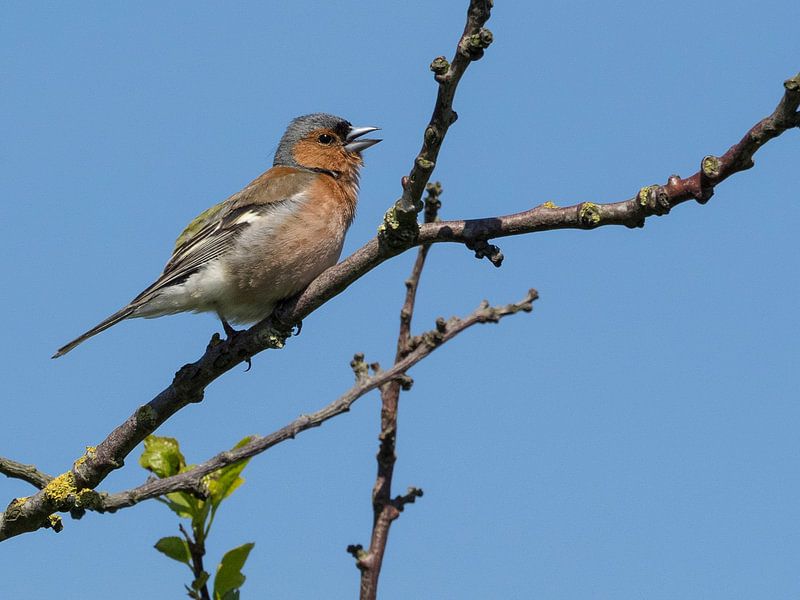 Finch, Mann. von Loek Lobel