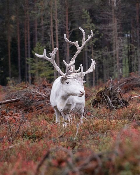 King of the Taiga by Vincent Croce