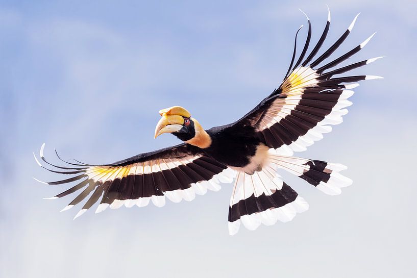 Nashornvogel... von Arno van Zon photography