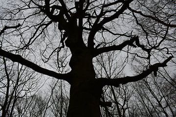 Baum-Silhouette