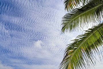 Palmbomen op tropische stranden in de Seychellen van MPfoto71