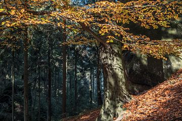Am Frienstein, Sächsische Schweiz - Buche im Herbst von Pixelwerk