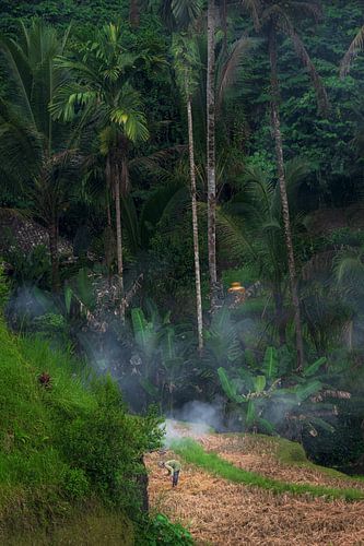 Worker in a rice field in Bali