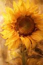 Sonnenblume von Imagine Miniaturansicht
