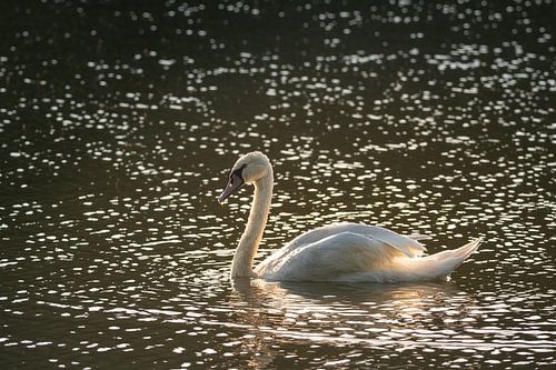 Cygne tuberculé au lever du soleil sur John van de Gazelle fotografie