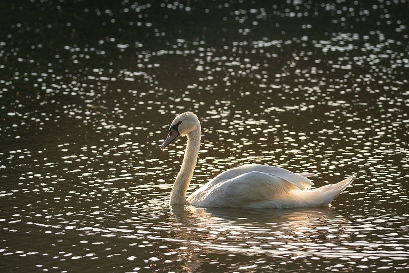 Knobbelzwaan tijdens de zonsopkomst van John van de Gazelle fotografie