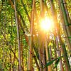 Soleil dans la forêt de bambous sur SusaZoom