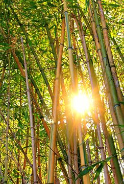 Zon in het bamboebos van SusaZoom