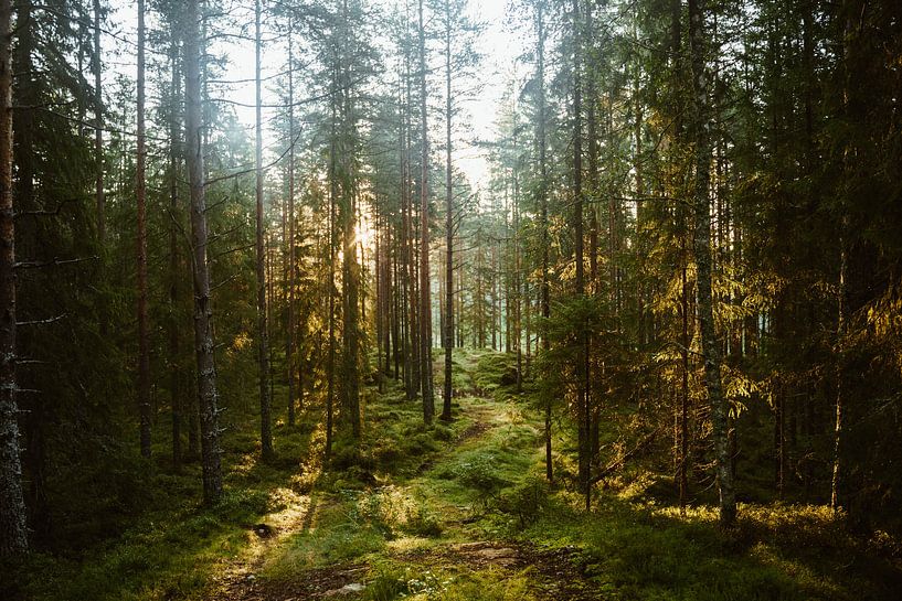 Zonlicht door de bomen in Noorwegen, Scandinavië van Anneloes van Acht