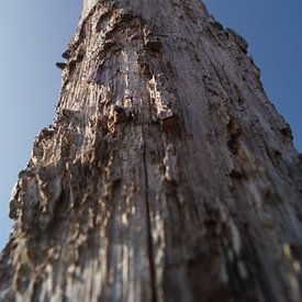 Hoge bomen in de Groote Peel van Mark Koolen