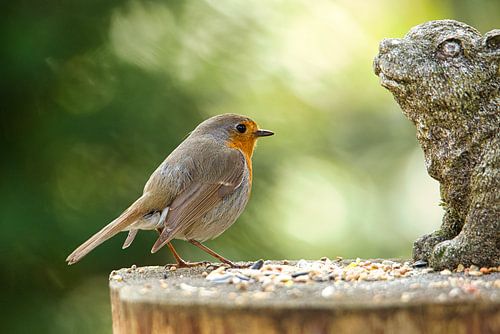 Robin op de voedertafel Erithacus rubecula