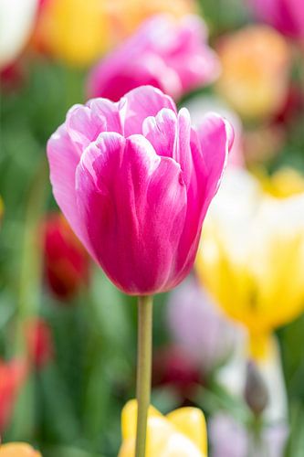 close up tulip