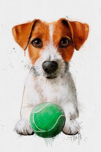 Jack Russel Pip