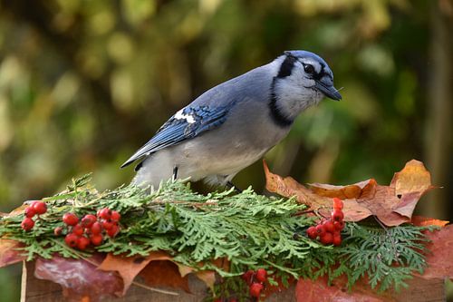Un geai bleu à la mangeoire du jardin