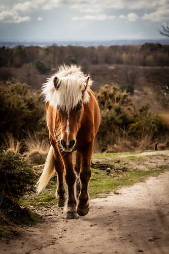 Wildstute von Comitis Photography & Retouch