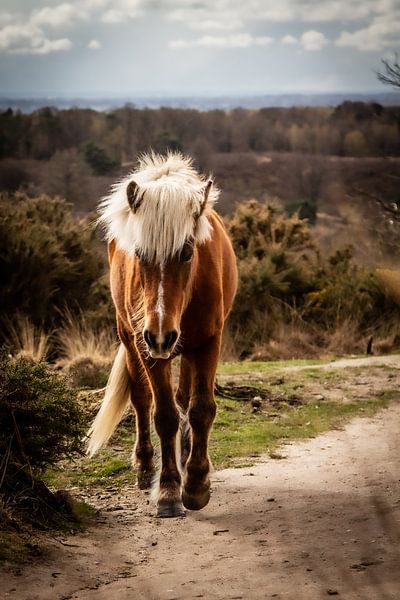 Wilde Merrie van Comitis Photography & Retouch