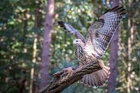 Landende buizerd