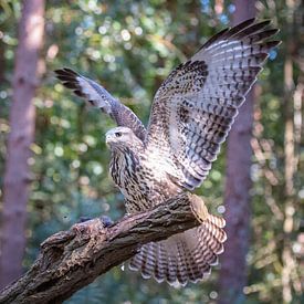 Landende buizerd van Joop Lassooij