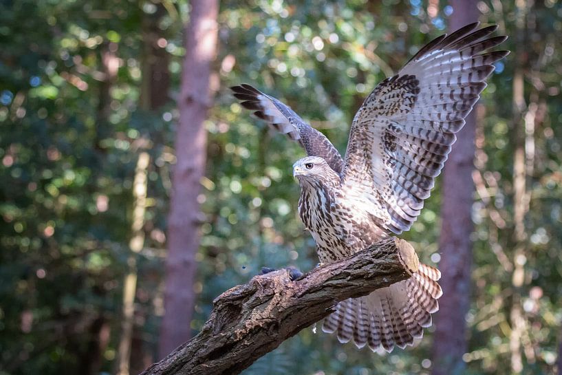 Landende buizerd van Joop Lassooij