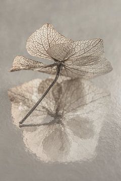 Nature morte de couleur taupe (gris-brun) avec des fleurs : Le pétale d'hortensia dans la lumière