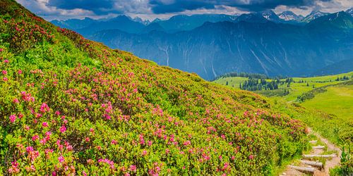 Alpenroosbloesem, Fellhorn, Allgäuer Alpen