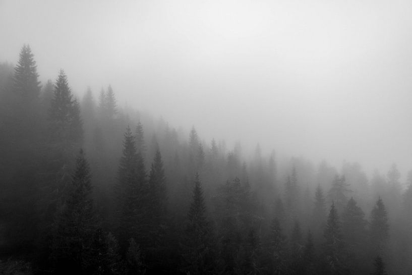 nebliger Morgen von Stefan Pronk