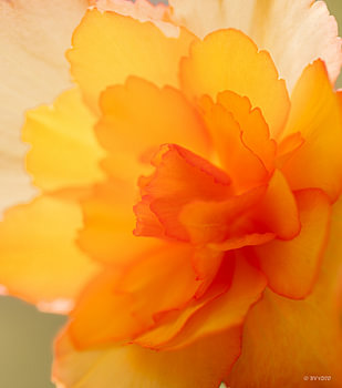 Fleur de bégonia orange