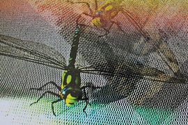 Libellule, libellule, sur YVON Bilderbeek