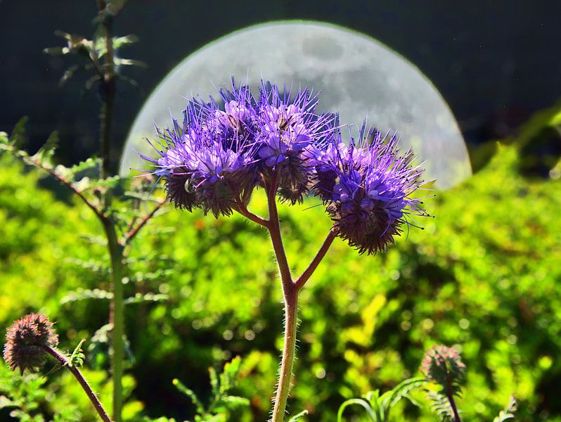 hairyMoon van Edgar Schermaul